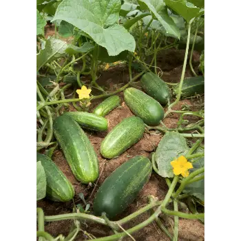 Cucumber (3)-7219273-94213.webp